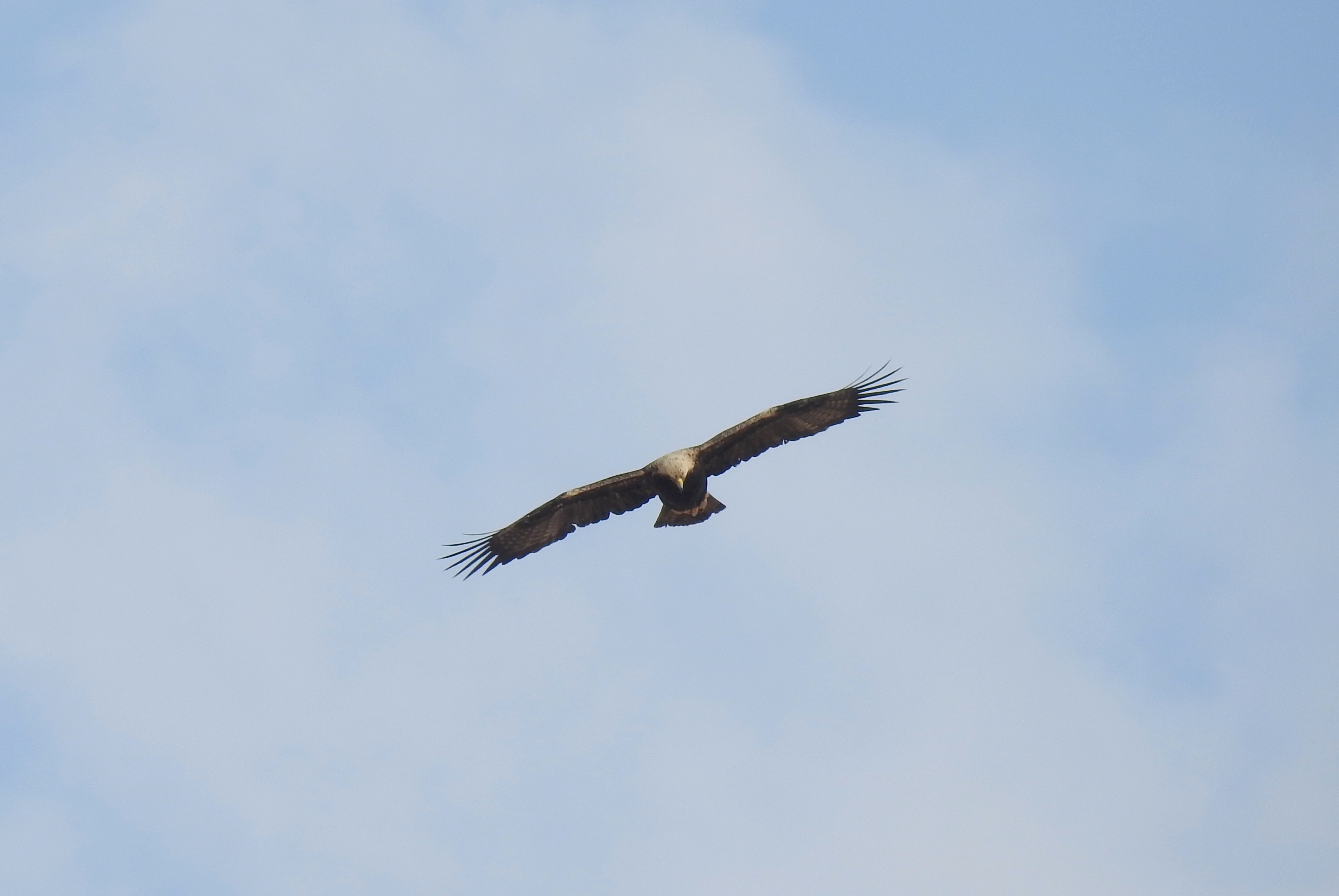 Imperial eagle inbound