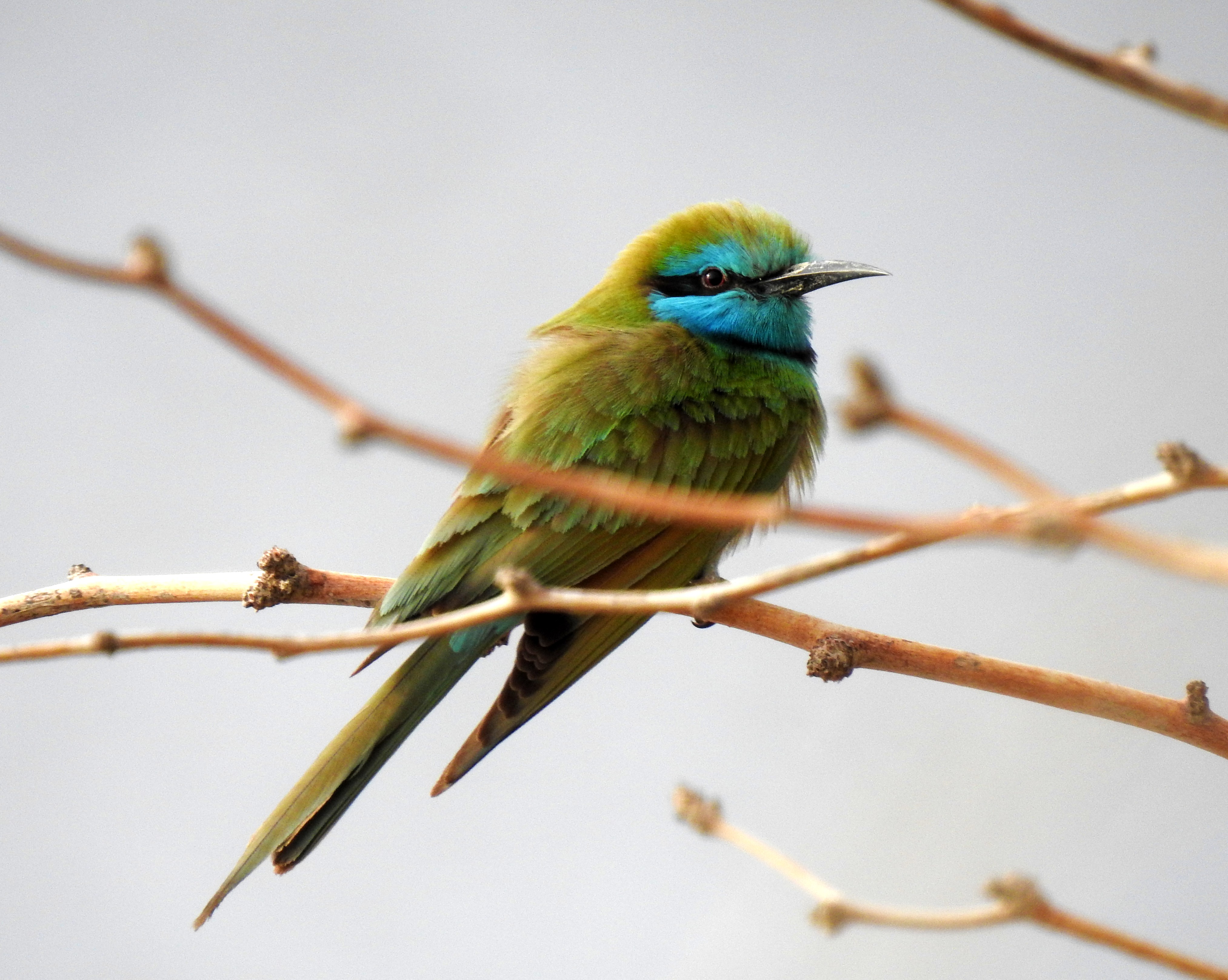 Little green bee-eater