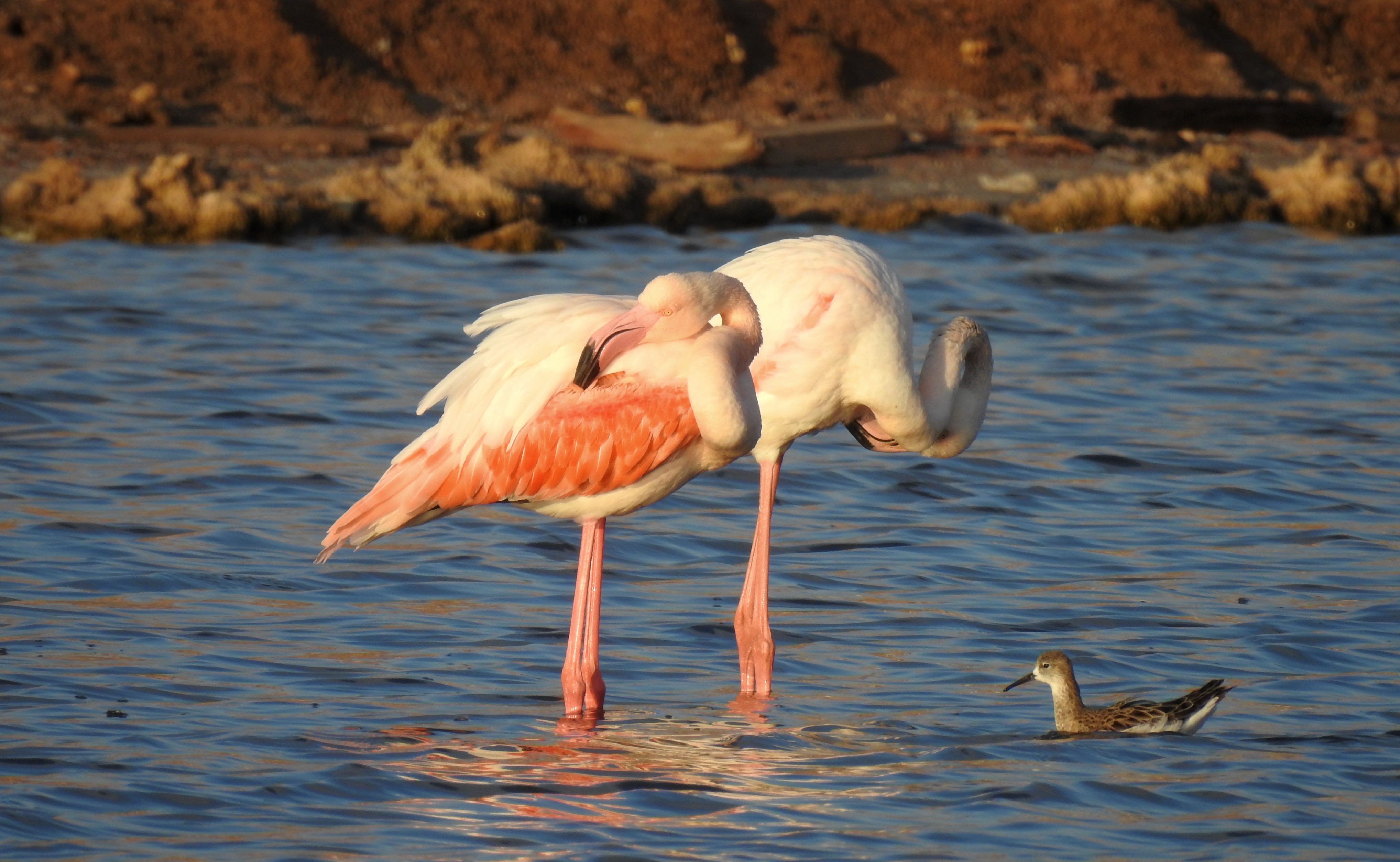 Preening flamingos