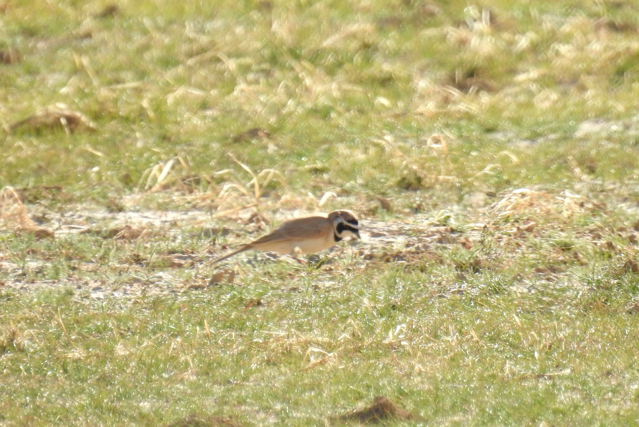Record shot of my first Temminck's lark