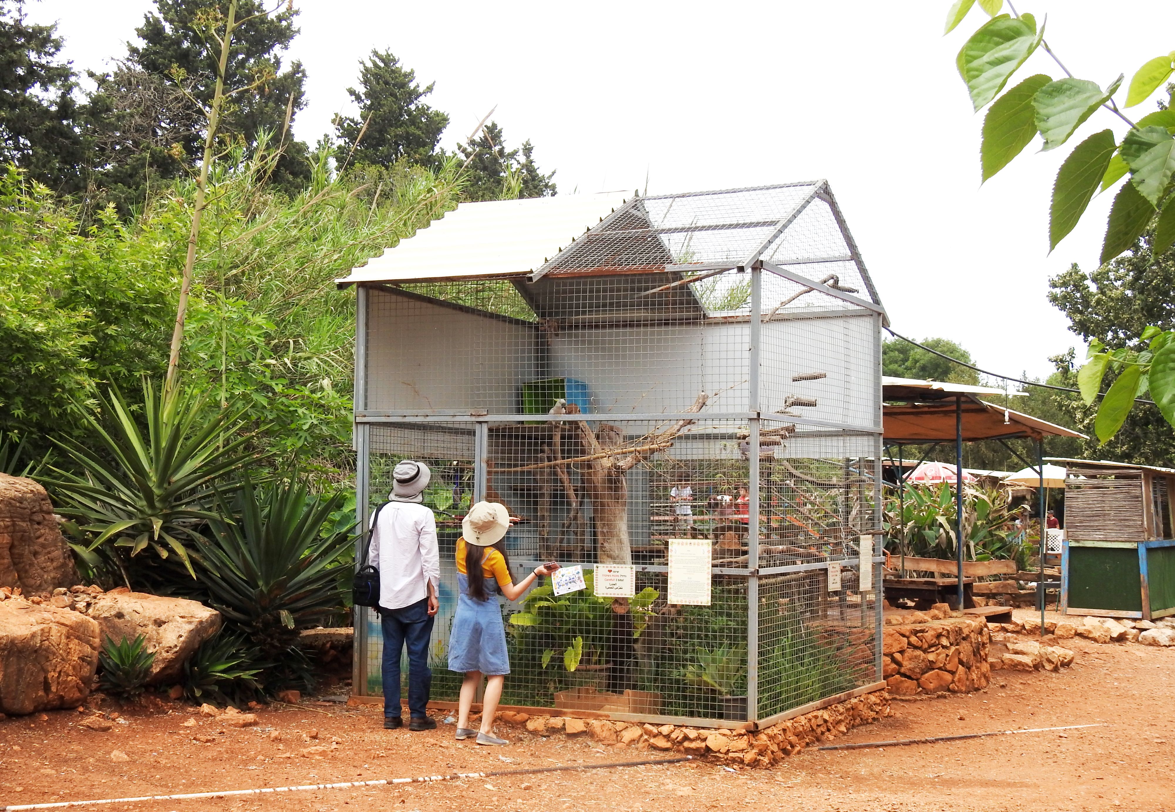 So many birds to see