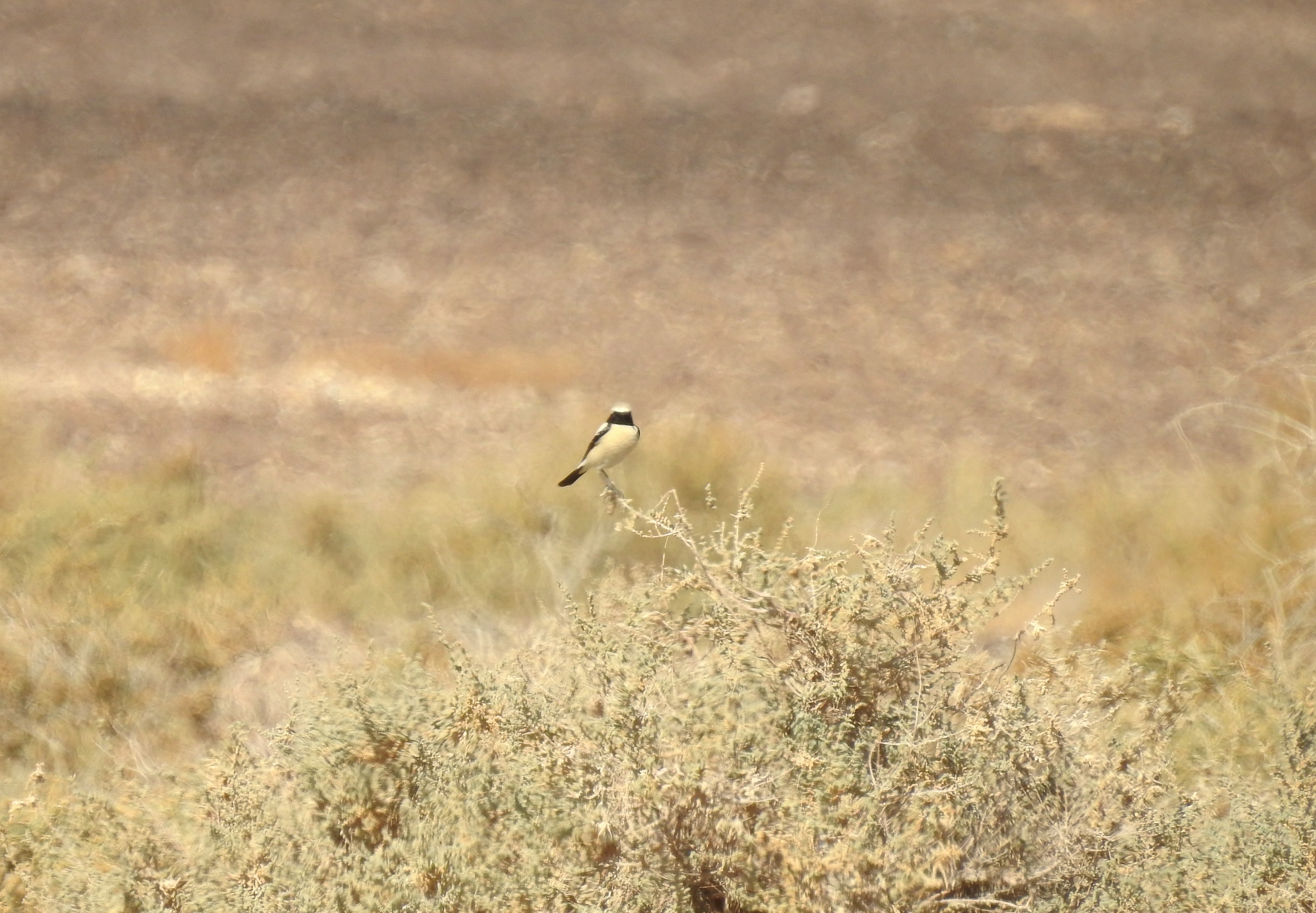 Terrible shot of a desert wheatear