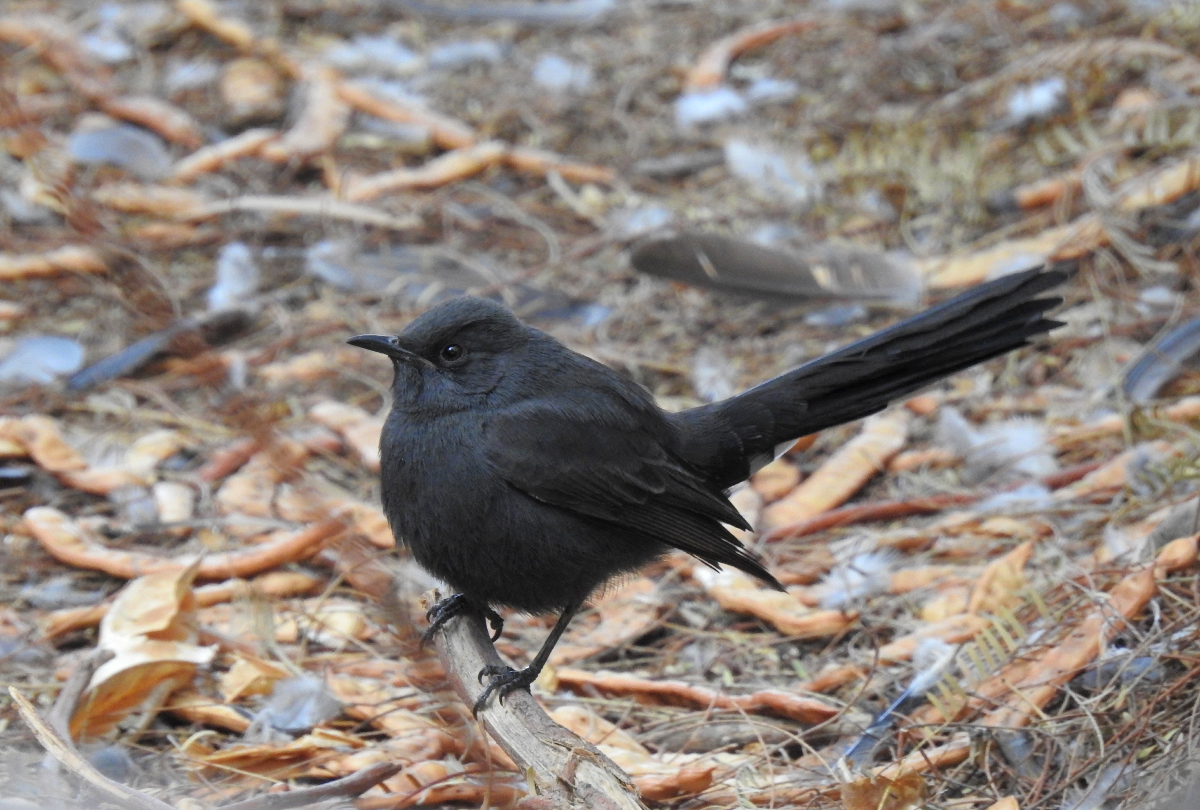 The black scrub robin posing nicely for me