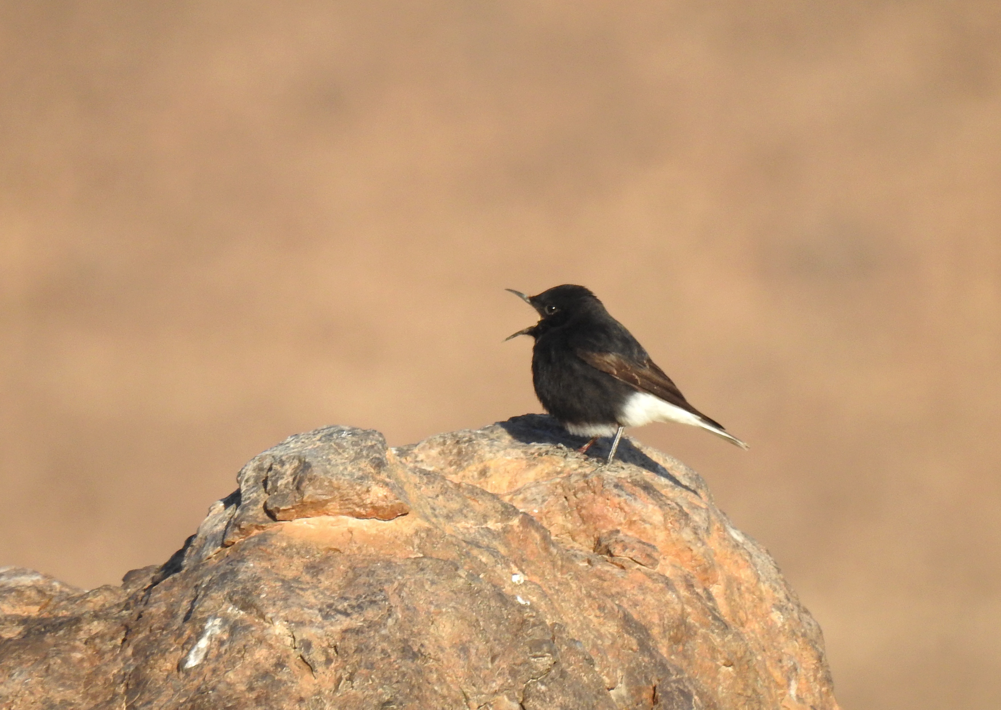 White-crowned wheatear